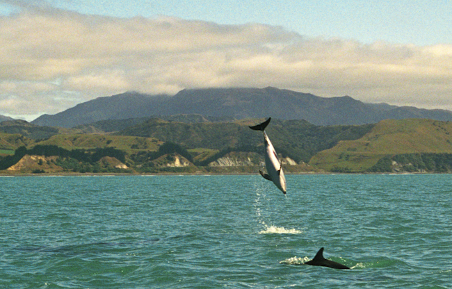 Dusky dolphins are often playful