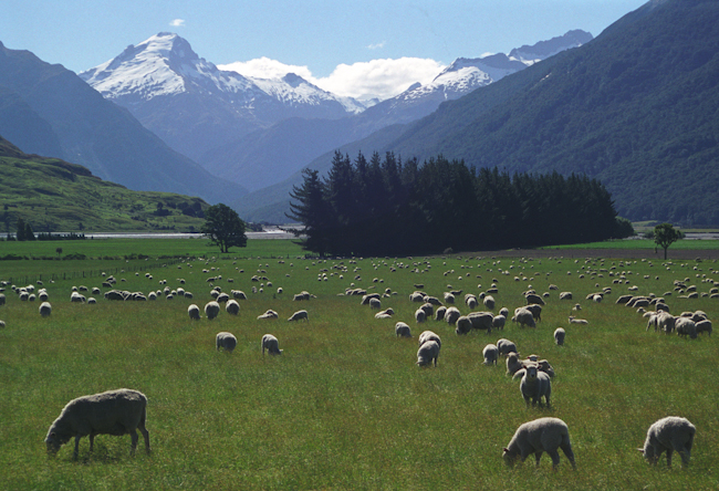 Quintessential New Zealand, sheep & Mt Cook