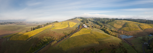 Aerial view over WillaKenzie Estate, Willamette Valley, Oregon