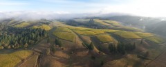 Aerial view over WillaKenzie Estate, Willamette Valley, Oregon