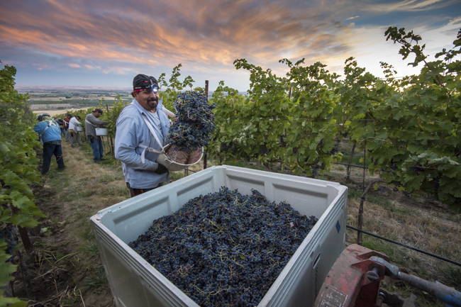 2014 Washington Wine harvest