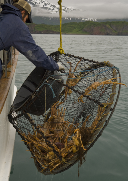 Catching fresh crabs from our boat in Katmai 