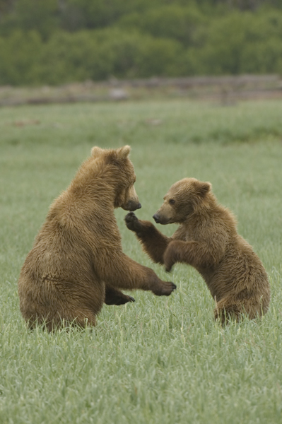 Grizzly bear cubs play together on Katmai Coast, Kodiak, Alsaka