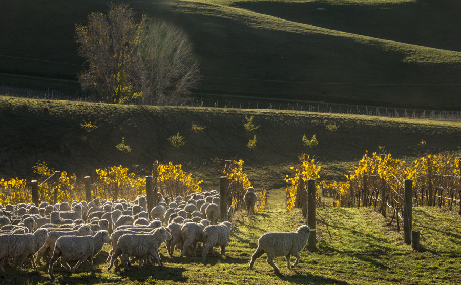 Sheep grazing between vineyard rows, Astrolobe, New Zealand