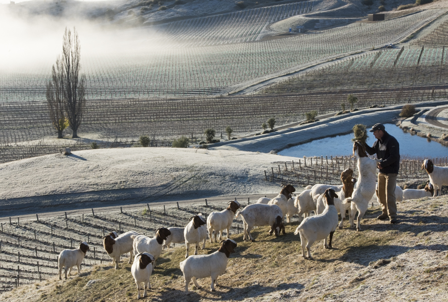 Gareth King, Felton Road Viticulturalis, feeding his goats on a frosty winter day,  Central Otago, New Zealand
