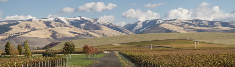 Les Collines Vineyard with snow capped Blue Mountains in background, Walla Walla, Washington