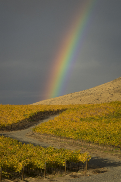 Rainbow over golden vineyards, Red Mountain AVA, central, Washington