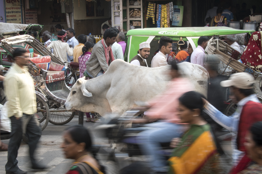 The bustle in one of the world’s oldest cities, Varanassi, is never ending and can be simultaneously wonderful and overwhelming to the senses. This photo of the cow serenely standing in the middle of the road with traffic buzzing by on both sides exemplifies the spirit of India to me, the ability to maintain calm in chaos, and the importance of finding your own center balance to adapt to the environment yet stay steady. In 1897 Mark Twain said "Benares (aka Varanasi) is older than history, older than tradition, older even than legend, and looks twice as old as all of them put together." 