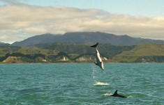 Dusky dolphins are often playful